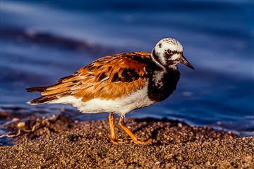 AM-B-01         Ruddy Turnstone, Edwin R. Forsythe NWR, New Jersey