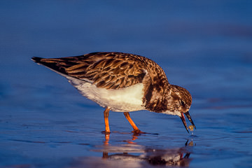 AM-B-03         Ruddy Turnstone Feeding, Ft. Myers Beach, Florida