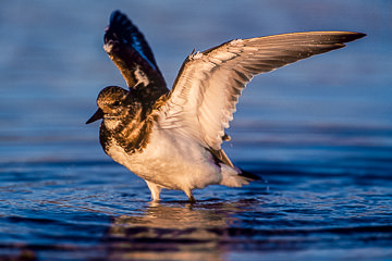 Ruddy Turnstone Stratching Wings at Fort Myers Beach, Florida