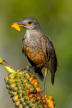 BR-B-139         Sabia-Laranjeira  On Caxando, Coastal Region Of Bahia, Brazil