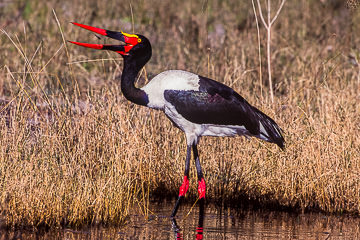 AF-B-01         Saddlebilled Stork Catching Small Fish, Savuti, Botswana