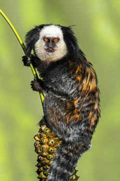 LE-BR-M-04         Sagui-De-Cara-Branca, Southeast Coast Of Bahia, Brazil