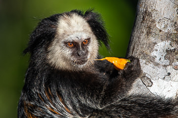 Sagui-de-cara-branca eating caxandó, taken on the southeast coast of Bahia, Brazil