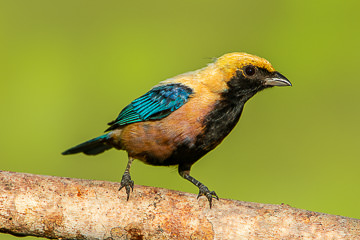 BR-B-21         Saira-Amarela (Male) Coastal Region Of Bahia, Brazil