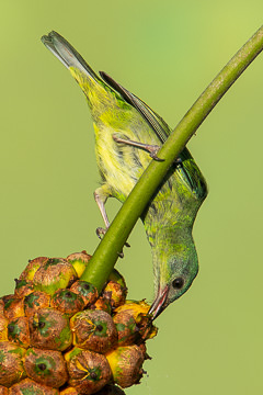 BR-B-42         Female Saira-Azul-Turqueisa On Caxando, Coastal Region Of Bahia, Brazil