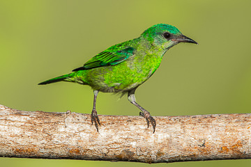 LE-BR-B-32         A Female Saira-Azul-Turqueisa, Coastal Region Of Bahia, Brazil