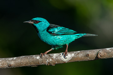 BR-B-70         Saira-Azul-Turqueisa (Male), Coastal Region Of Bahia, Brazil