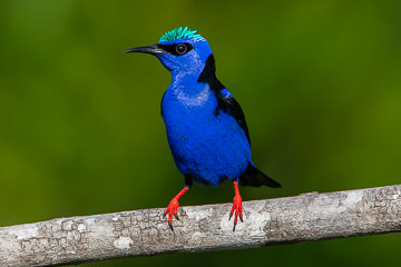 LE-BR-B-32         Saira-Beija-Flor, Coastal Region Of Bahia, Brazil