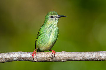 LE-BR-B-40         Female Saira-Beija-Flor, Coastal Region Of Bahia, Brazil