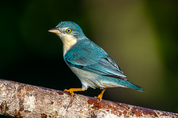 LE-BR-B-32         A Female Saira-De-Chapel-Preto, Coastal Region Of Bahia, Brazil