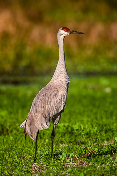 AM-B-02         Sandhill Crane, Myakka River State Park, Florida