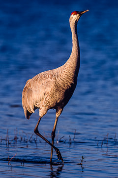 AM-B-03         Sandhill Crane, Myakka River State Park, Florida