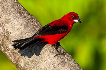 BR-B-02         Sangue-De-Boi, Coastal Region Of Bahia, Brazil