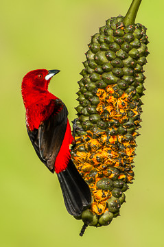 BR-B-03         Sangue-De-Boi On Caxando, Coastal Region Of Bahia, Brazil