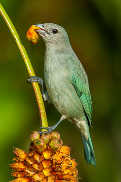 LE-BR-B-32         Sanhaço Eating Caxandó, Coastal Region Of Bahia, Brazil