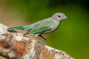 BR-B-77         Sanhaco Landing On Tree, Coastal Region Of Bahia, Brazil