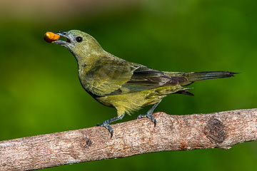 BR-B-06         Sanhaco-Do-Coqueiro Eating Caxando, Coastal Region Of Bahia, Brazil