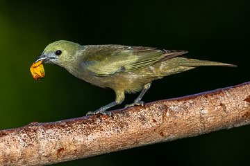 LE-BR-B-181         Sanhaço-Do-Coqueiro Eating Caxandó, Coastal Region Of Bahia, Brazil