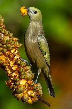 LE-BR-B-23         Sanhaço-De-Coqueiro Eating Caxandó, Coastal Region Of Bahia, Brazil