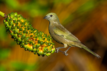 LE-BR-B-33         Sanhaço-Do-Coqueiro Resting On Caxandó, Coastal Region Of Bahia, Brazil