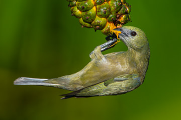 LE-BR-B-32         Sanhaço-Do-Coqueiro Eating Caxandó, Coastal Region Of Bahia, Brazil