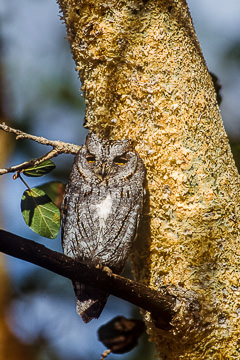 AF-B-01         Scops Owl, Kruger NP, South Africa