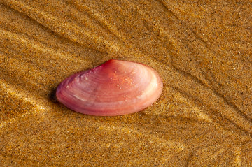 LE-BR-MIS-12         Pink Shell On The Beach, Southeast Coast Of Bahia, Brazil