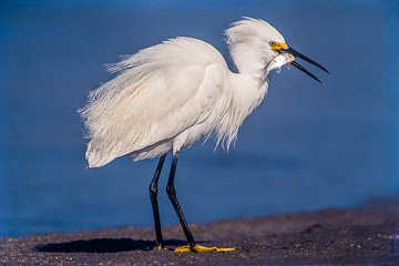 AM-B-02         Snowy Egret With Catch, Ft. Myers Beach, Florida