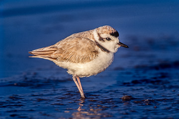 AM-B-01         Snowy Plover, Fort Myers Beach, Florida