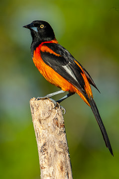 LE-BR-B-02         Sofre, Coastal Region Of Bahia, Brazil