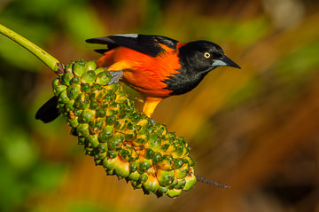 LE-BR-B-32         Sofre On Caxandó Fruit, Coastal Region Of Bahia, Brazil