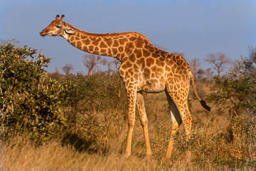 AF-M-39         Southern Giraffe, Phinda Private Reserve, South Africa