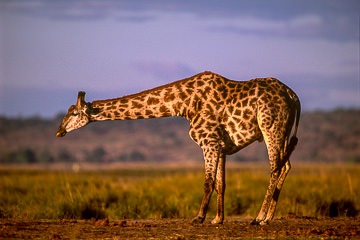 AF-M-40         Southern Giraffe Preparing To Drink, Chobe National Park, Botswana