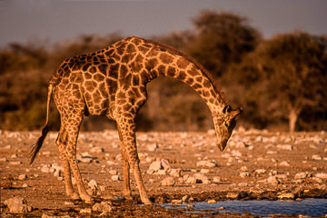 AF-M-43         Southern Giraffe Drinking, Etosha National Park, South Africa