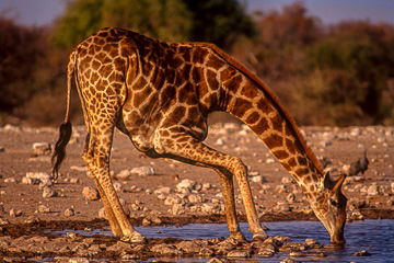 LE-AF-M-44         Southern Giraffe Drinking, Etosha National Park, Namibia
