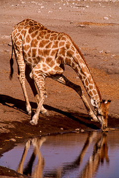 AF-M-62         Southern Giraffe Drinking, Etosha National Park, Namibia