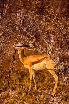 AF-M-09         Springbok Feeding, Etosha National Park, Namibia