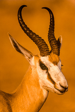 AF-M-05         Male Springbok Portrait, Kalahari Gemsbok NP, South Africa