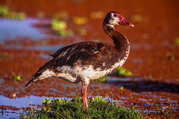 AF-B-01         Spurwinged Goose, Amboseli NP, Kenya