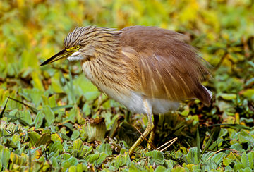 AF-B-01         Squacco Heron, Kruger NP, South Africa