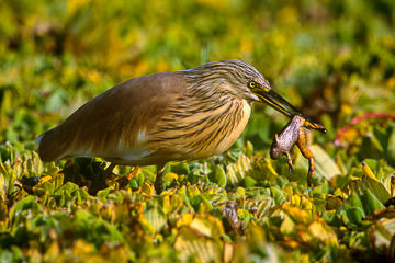 AF-B-04         Squacco Heron With Frog, Kruger NP, South Africa