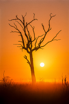 AF-LA-04         Morning Mist, Kruger National Park, South Africa