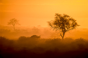 AF-LA-17         Dawn, Kruger National Park, South Africa