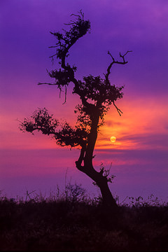 AF-LA-19&nbsp;&nbsp;&nbsp;&nbsp;&nbsp;&nbsp;&nbsp;&nbsp; Silhouetted Tree, Kruger National Park, South Africa