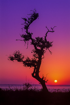 LE-AF-LA-20         Silhouetted Tree At Sunrise, Kruger National Park, South Africa