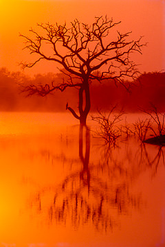 AF-LA-09&nbsp;&nbsp;&nbsp;&nbsp;&nbsp;&nbsp;&nbsp;&nbsp; Tree At Dawn, Phinda Private Game Reserve, South Africa