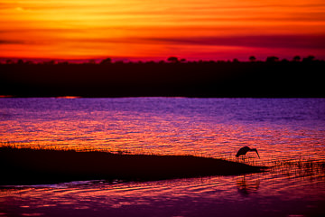 AF-LA-02&nbsp;&nbsp;&nbsp;&nbsp;&nbsp;&nbsp;&nbsp;&nbsp; Yellowbilled Stork At Sunset, Chobe National Park, Botswana