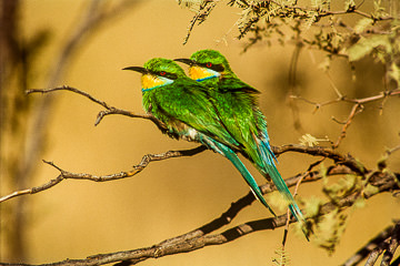 LE-AF-B-03         Swallowtailed Bee-Eaters, Kalahari Gemsbok National Park, South Africa