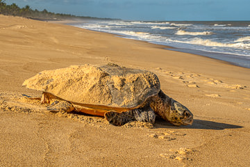 LE-BR-MIS-06         Tartaruga-Cabeçuda, Southeast Coast Of Bahia, Brazil