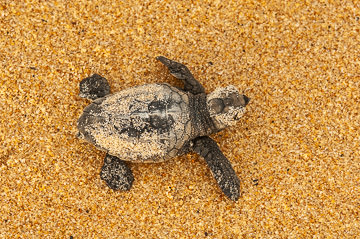 LE-BR-MIS-16         Tartaruga Cabeçuda Going To The Ocean, Southeast Coast Of Bahia, Brazil